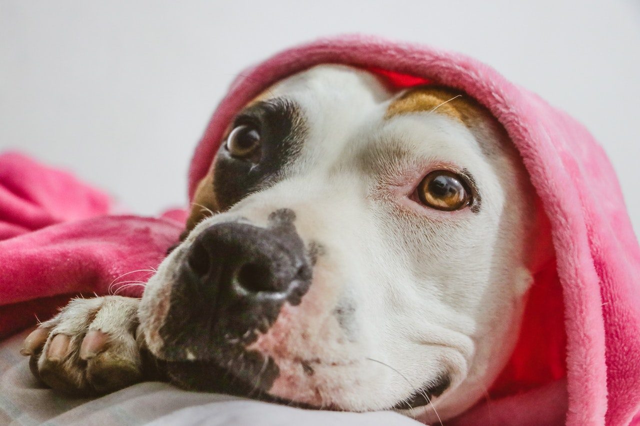 A closeup shot of a pit bull wearing a pink hoodie.