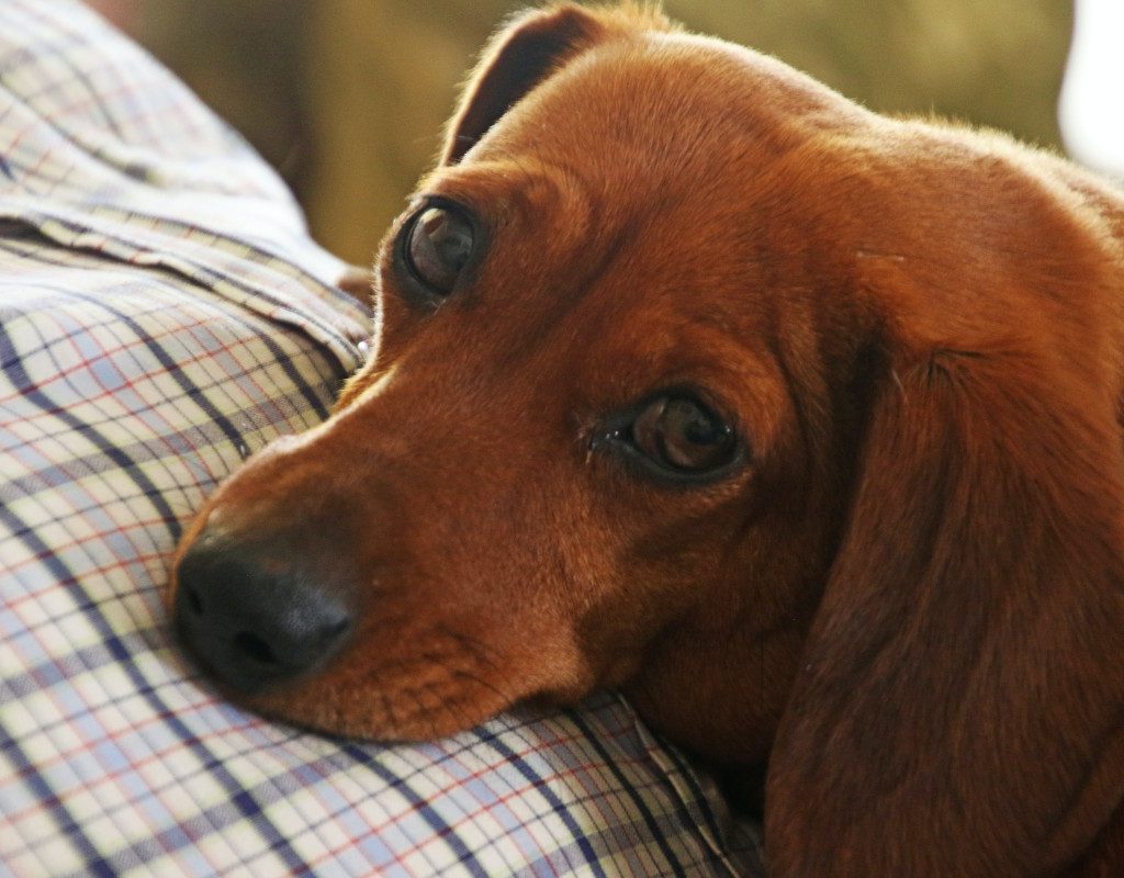 a Dachshund lying on a person with a plaid shirt