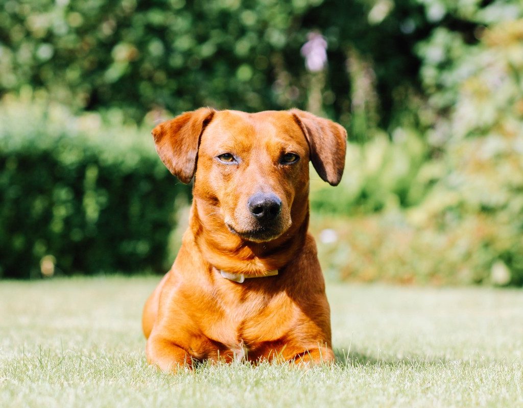 a Dachshund sitting outside in the grass