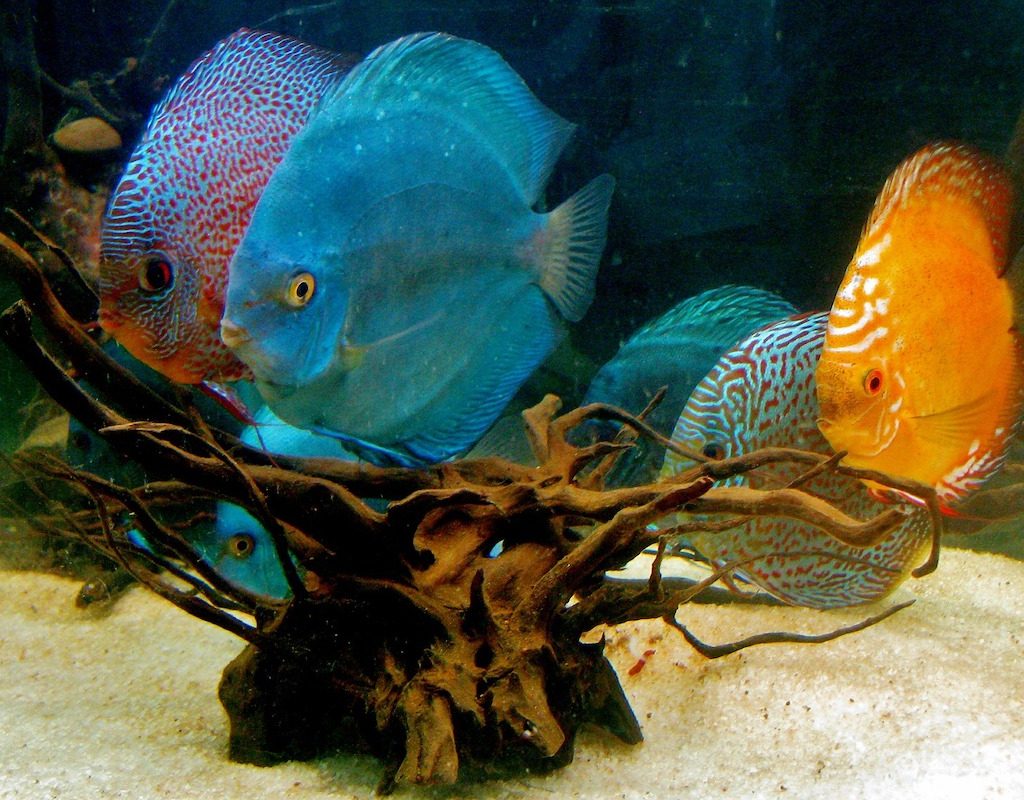 Brightly colored discus fish swim toward drift wood