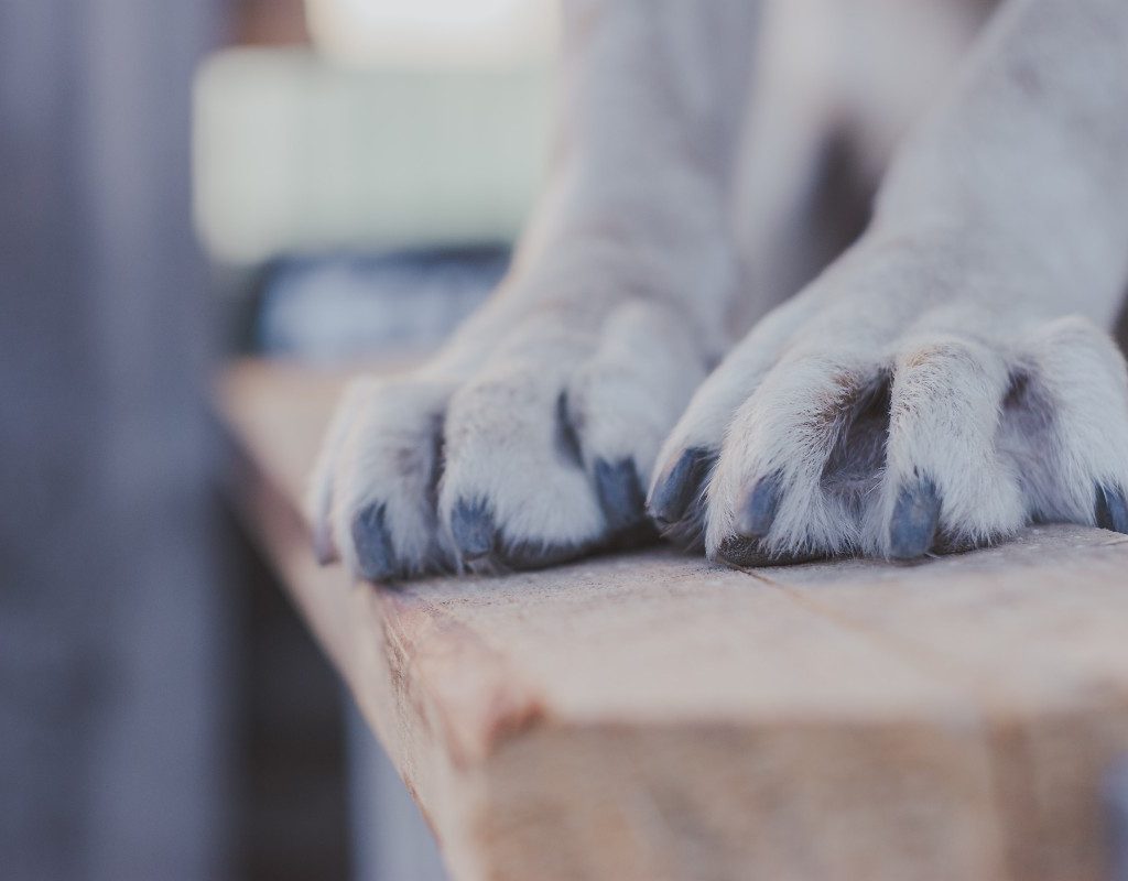 dog paws on a wood slab