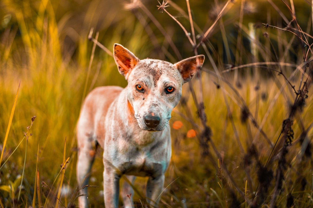 A sad-eyed dog stands in a grassy field during sunset.