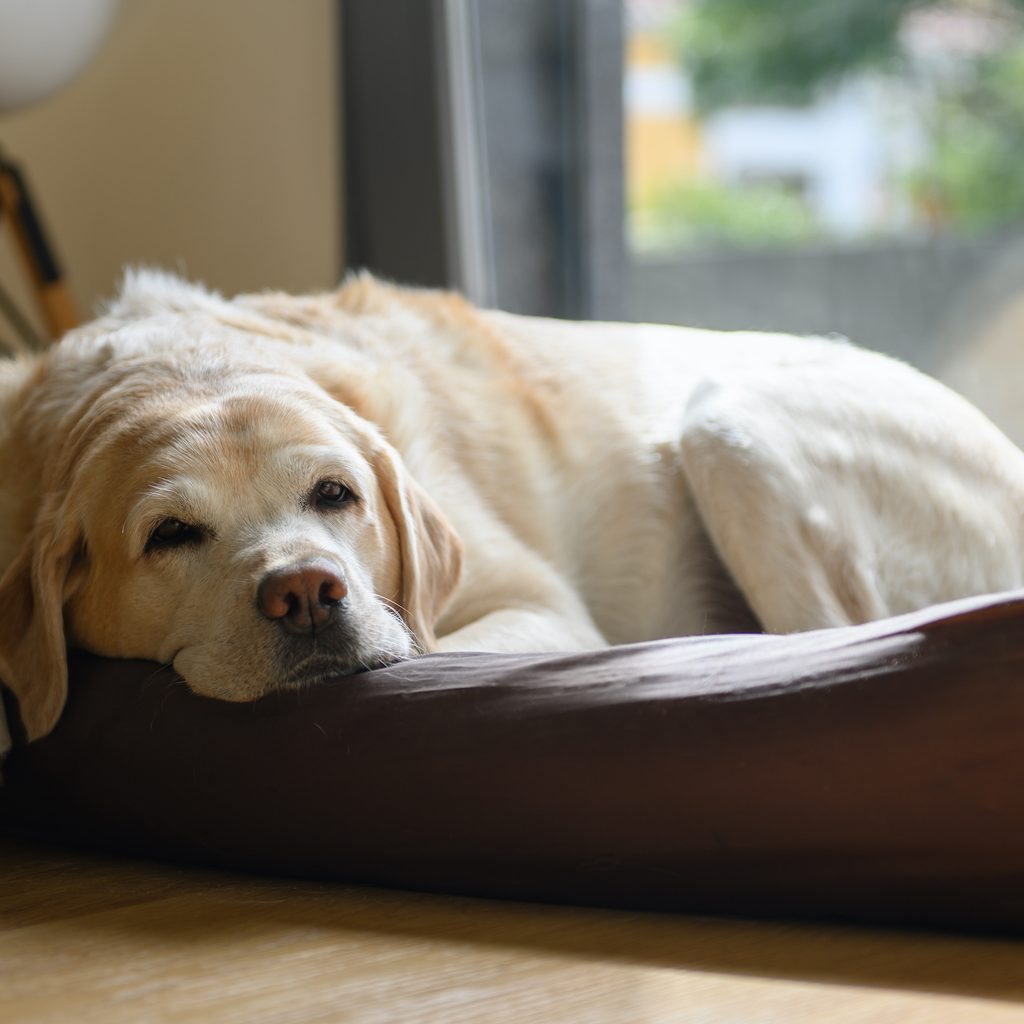 An elderly labrador lies in their bed peacefully