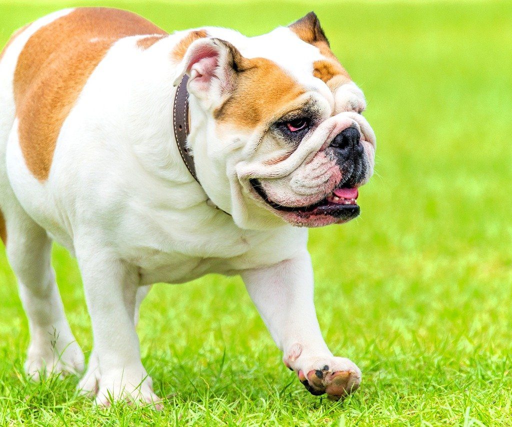 An English bulldog walks across a lawn