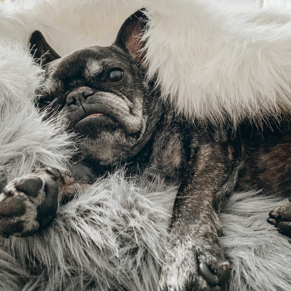 An elderly French bulldog sleeps in a fluffy bed