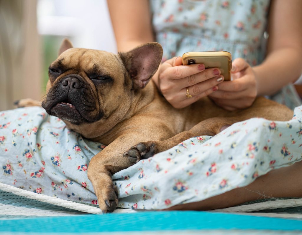 French bulldog laying in owners lap