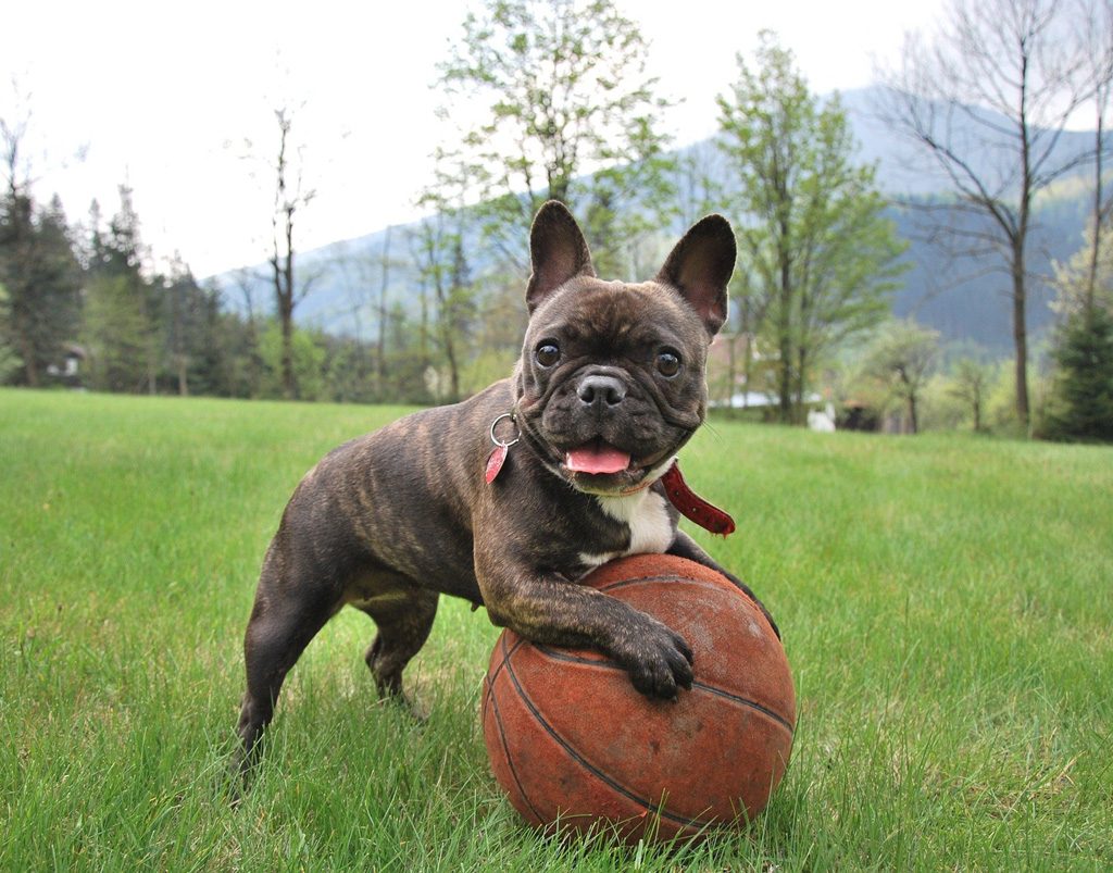 French bulldog playing with ball