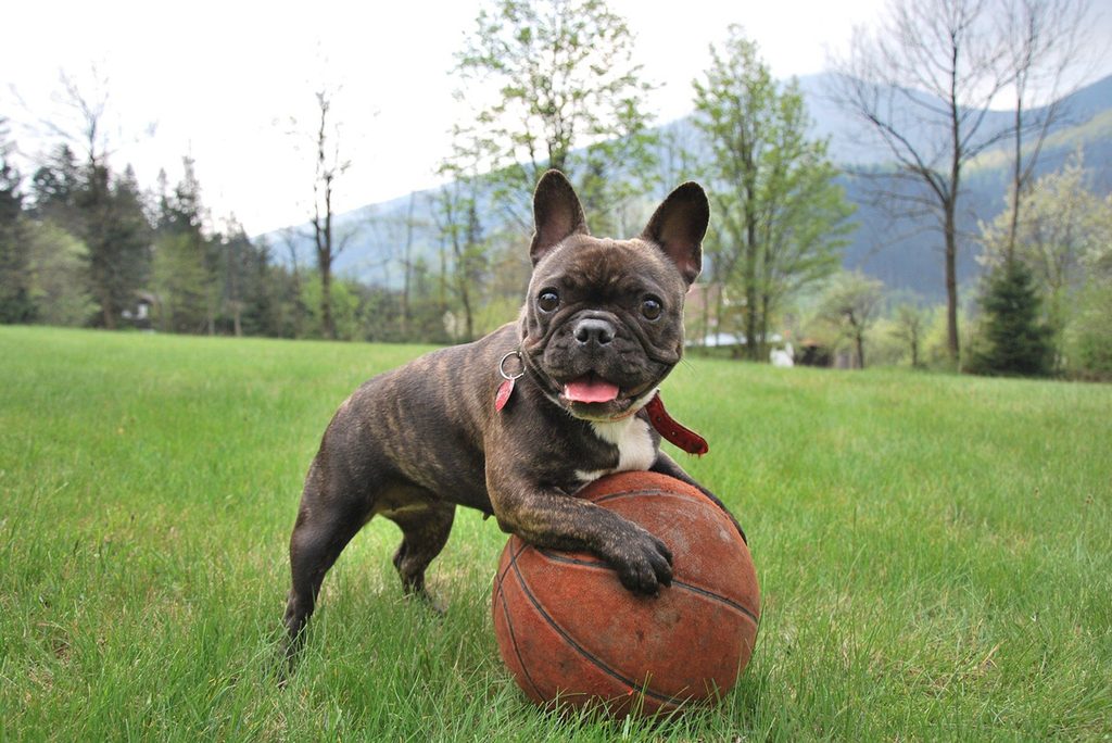 French bulldog playing with a ball