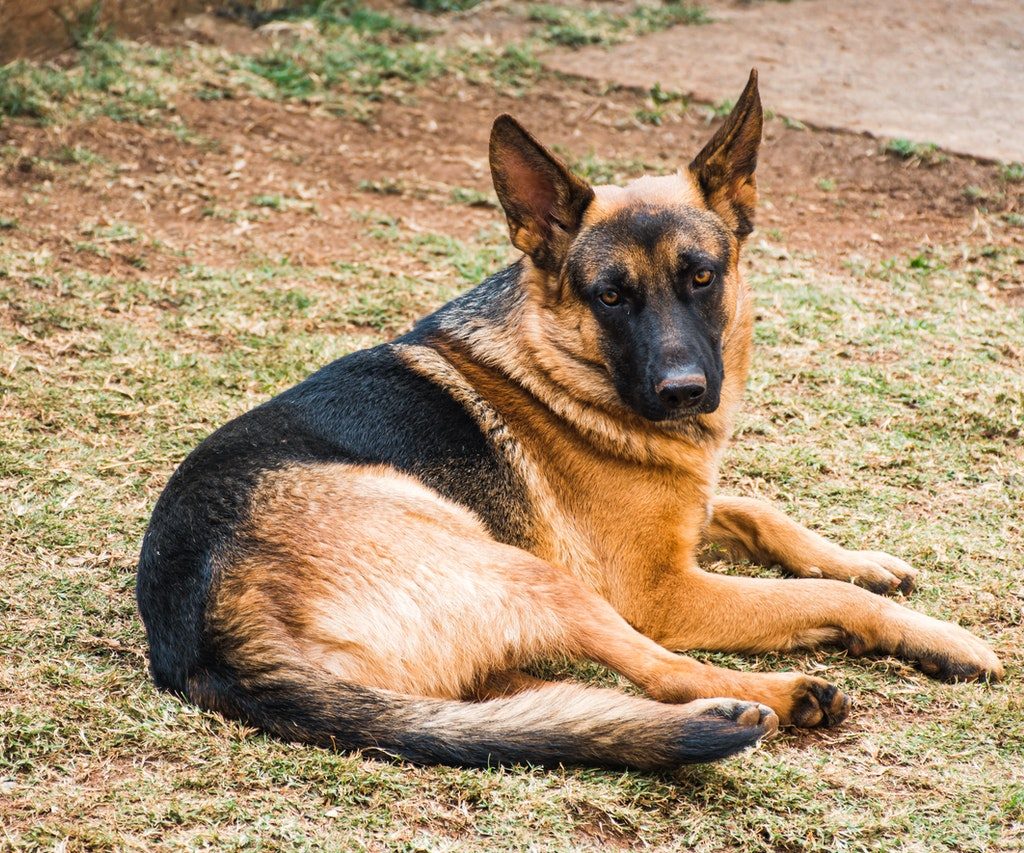 A German shepherd lying on his side in a yard.