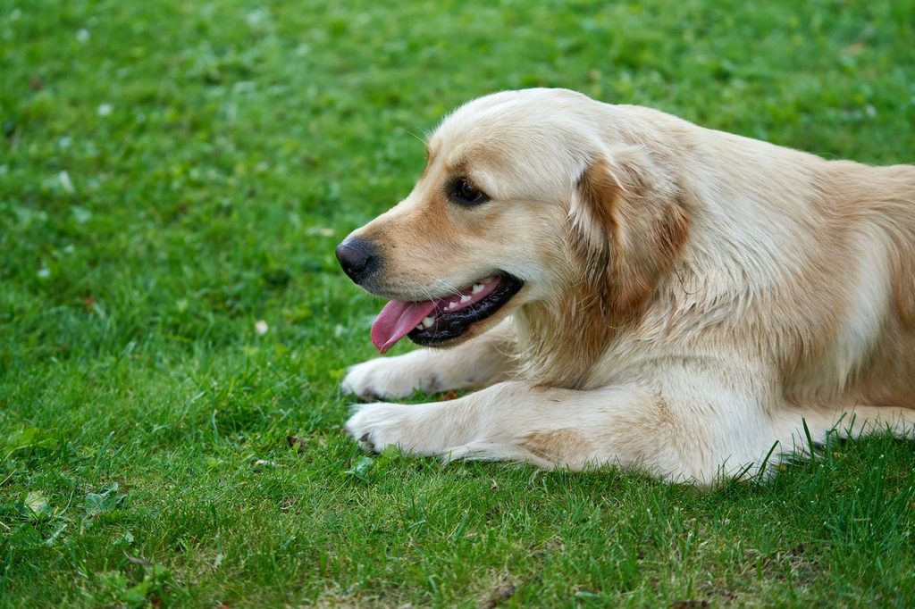 A Golden Retriever lies panting in the grass.