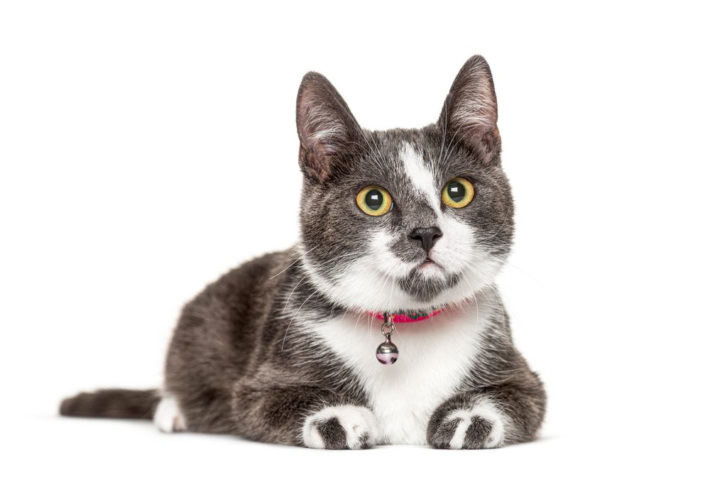 A gray and white cat wearing a red collar sprawls out against a white background.