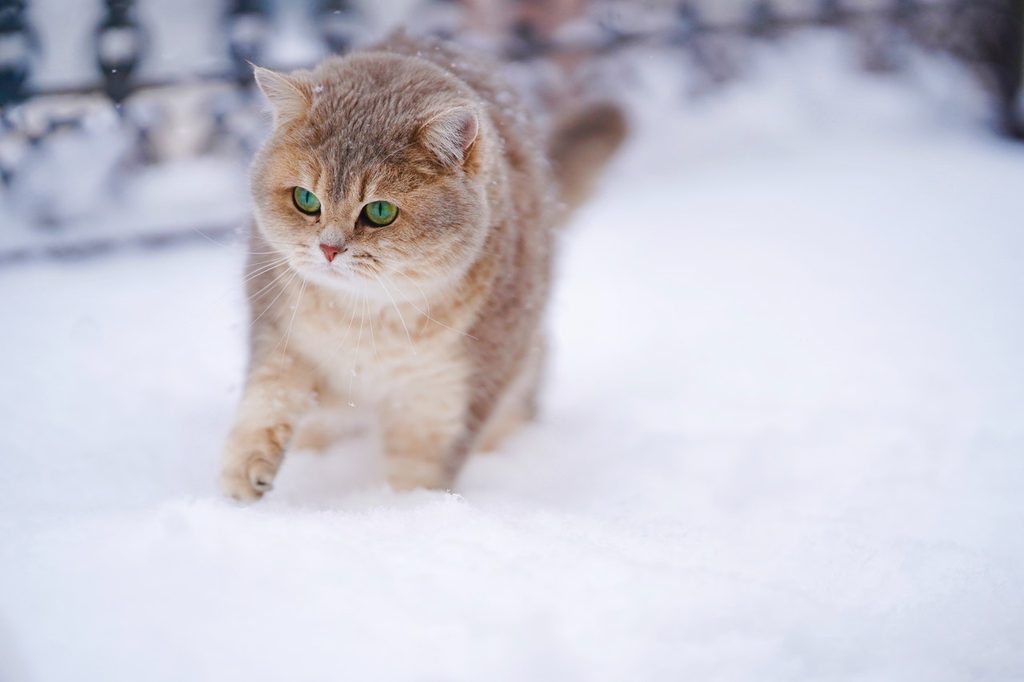 A green-eyed cat strolls outside in the snow.