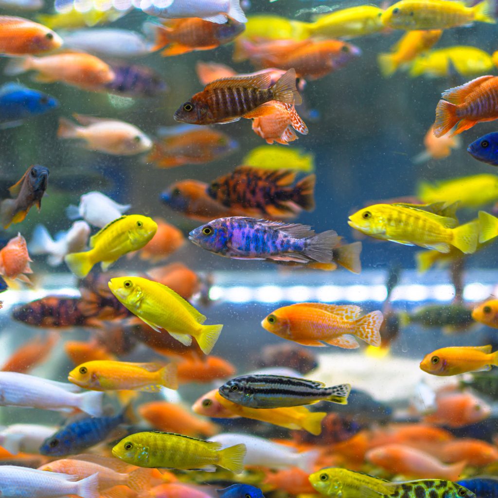 Fish swimming all around a tank