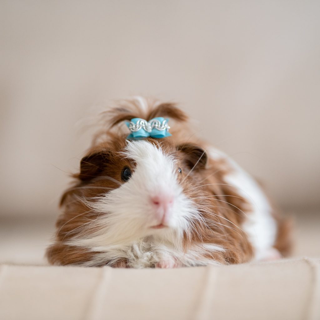 Guinea pig lies on a bed with a bow on her head