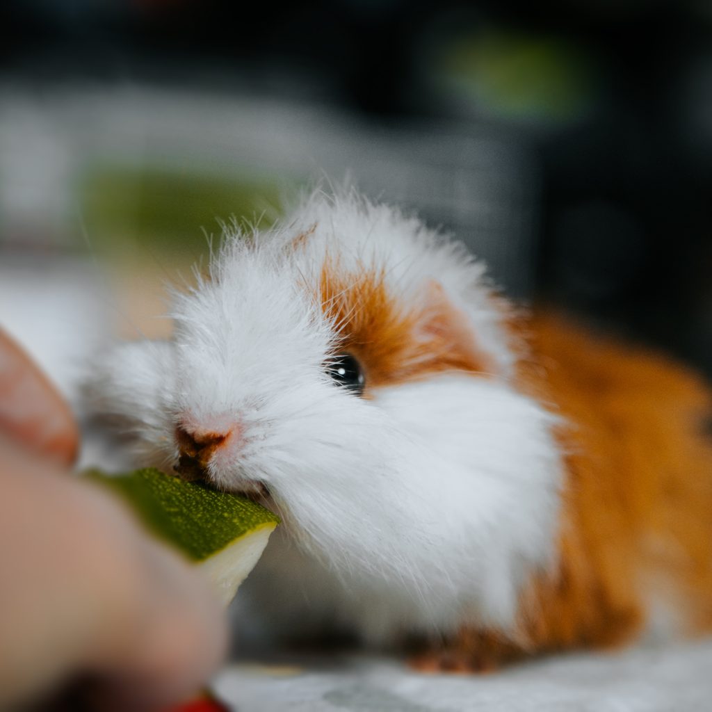 Guinea pig eats a cucumber from his human's hand