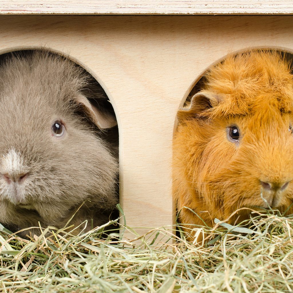 Two guinea pigs sit in an enclosure and eat hay