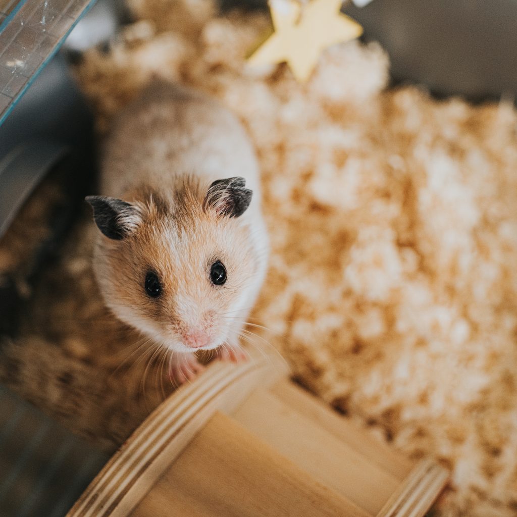 Hamster peers up at the camera from her cage