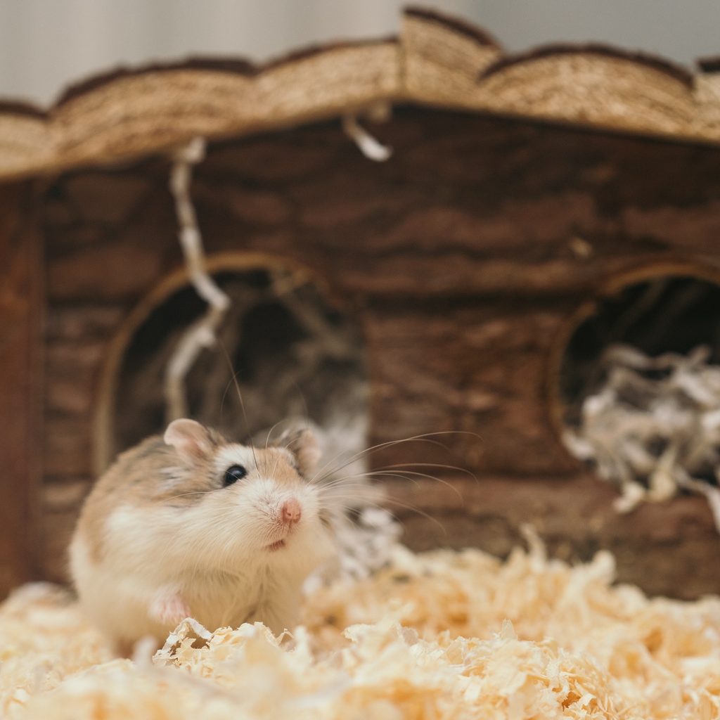 Hamster sits in his bedding in front of a house