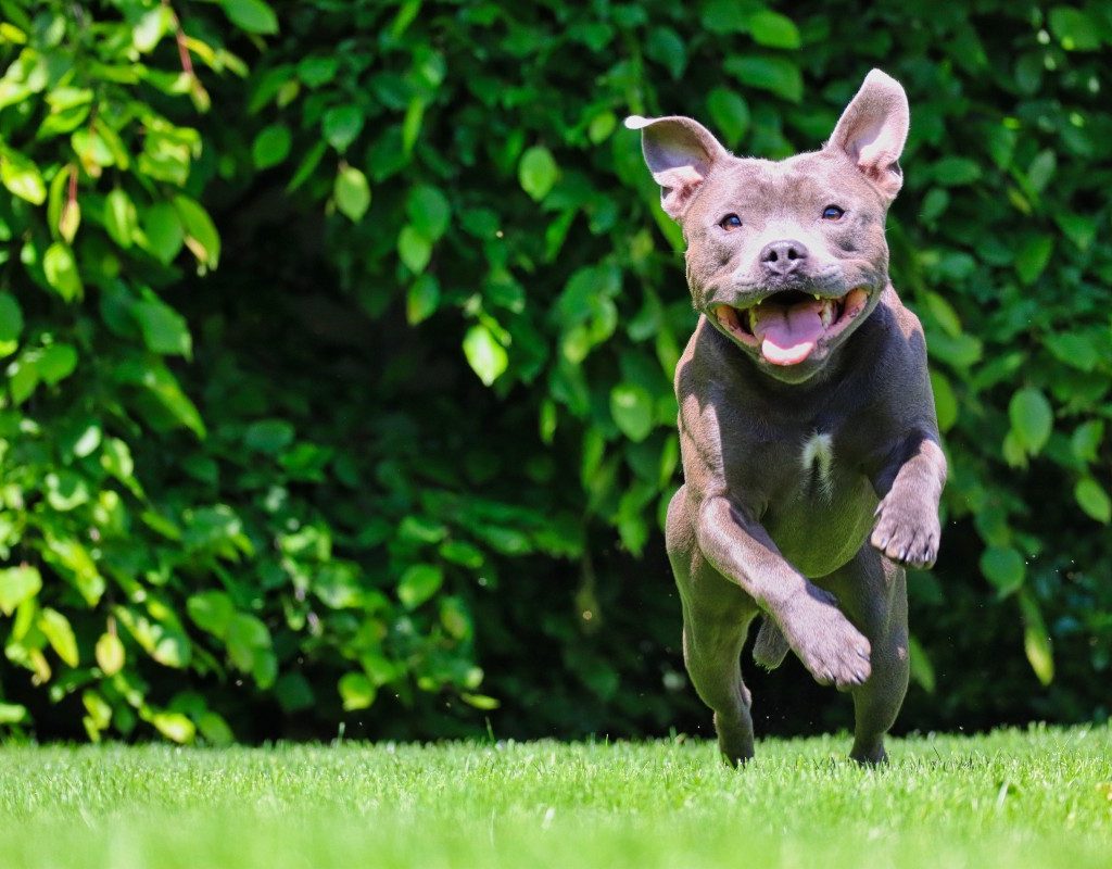 a happy gray pit bull running outside