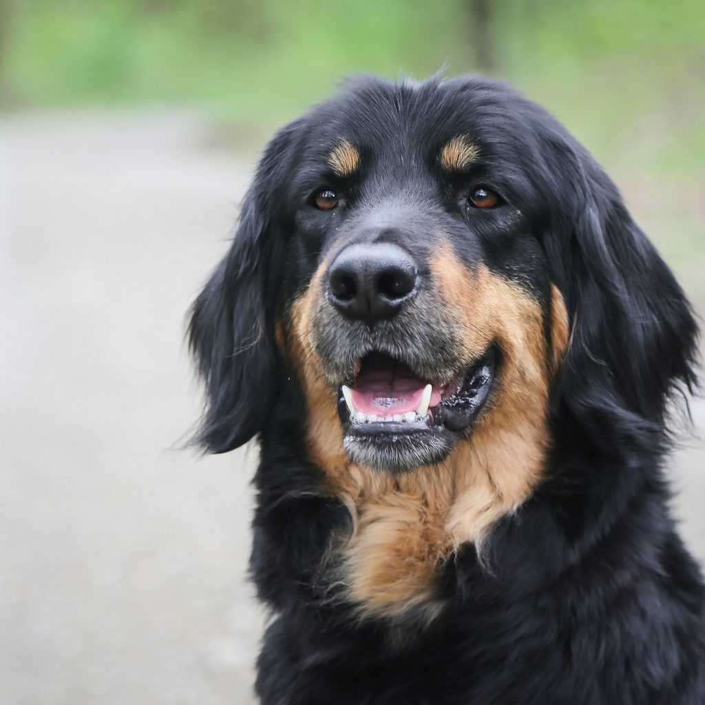 A Hovawart dog faces the camera with their mouth slightly open