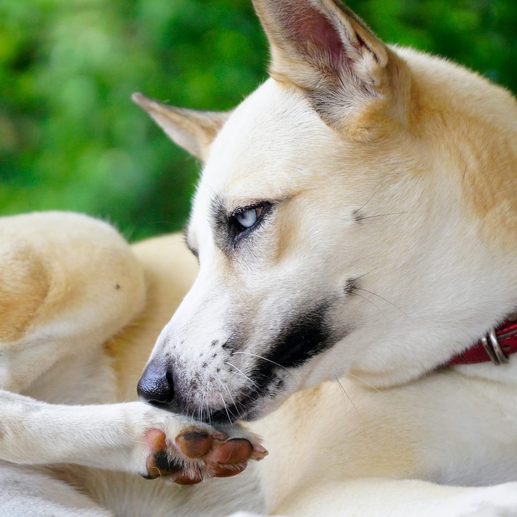 Husky dog mix licks paw
