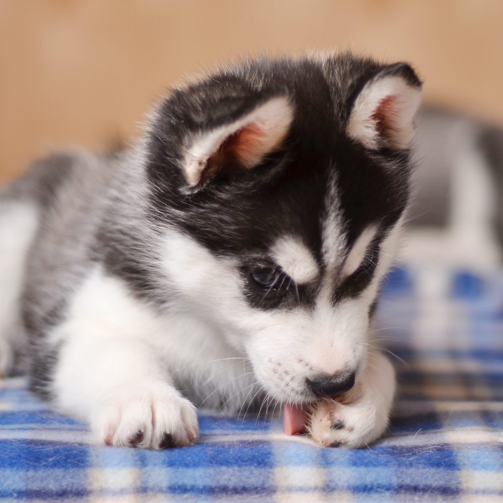 A husky puppy licks their front left paw on top of a blue plaid blanket
