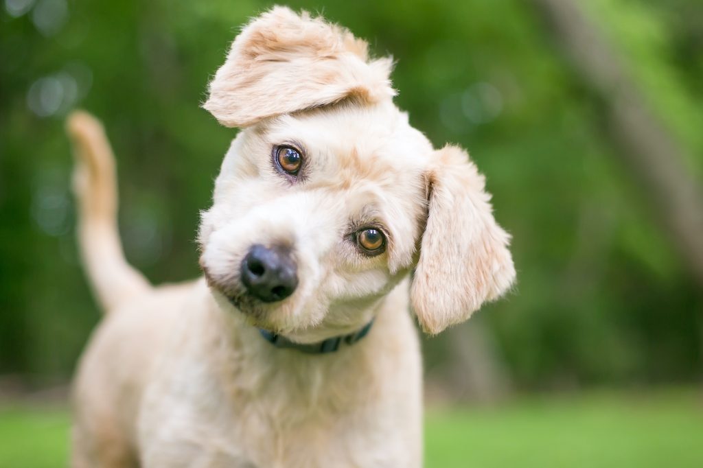 A Labradoodle puppy tilts their head and looks into the camera