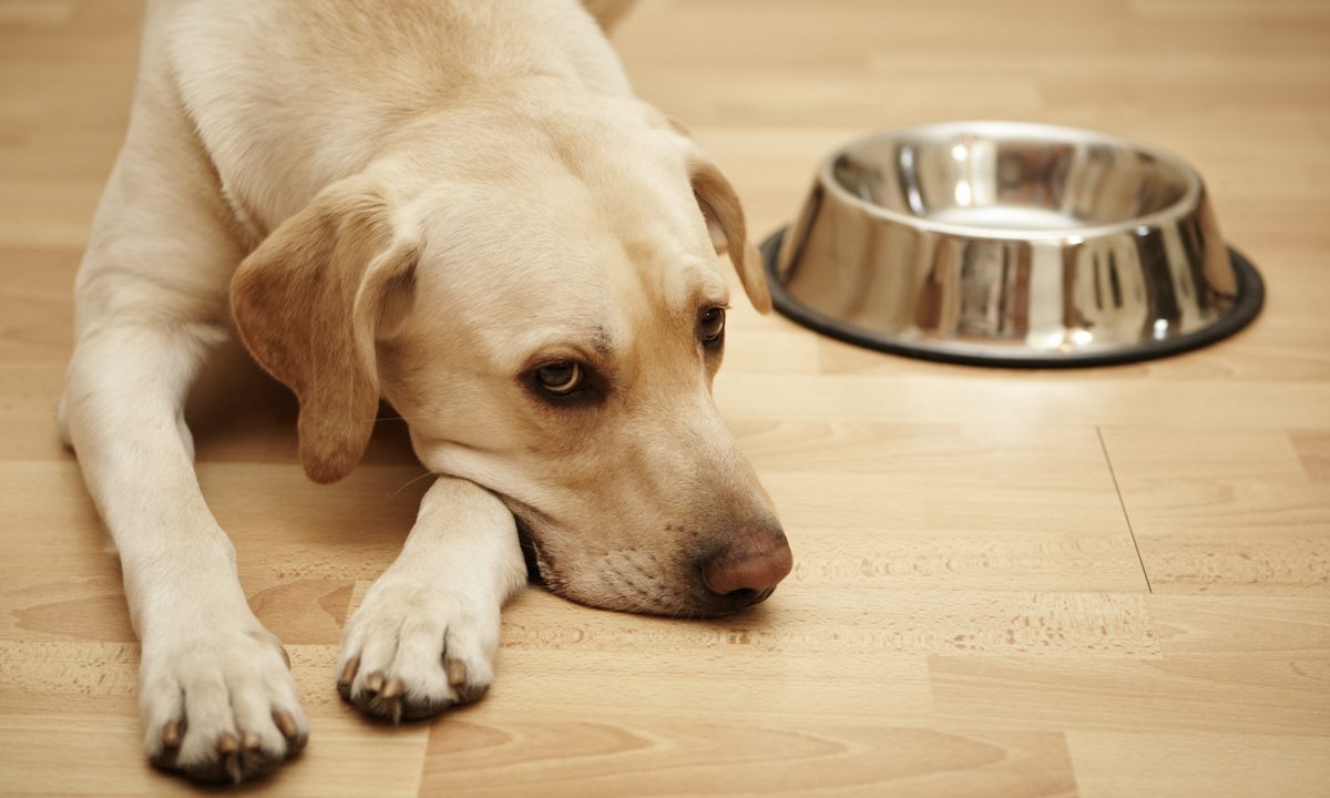 A Labrador retriever lies on the wooden floor next to a food bowl