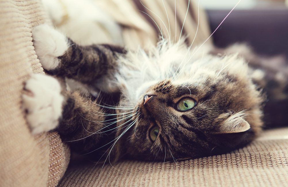 A Maine Coon cat scratching a beige corduroy sofa.