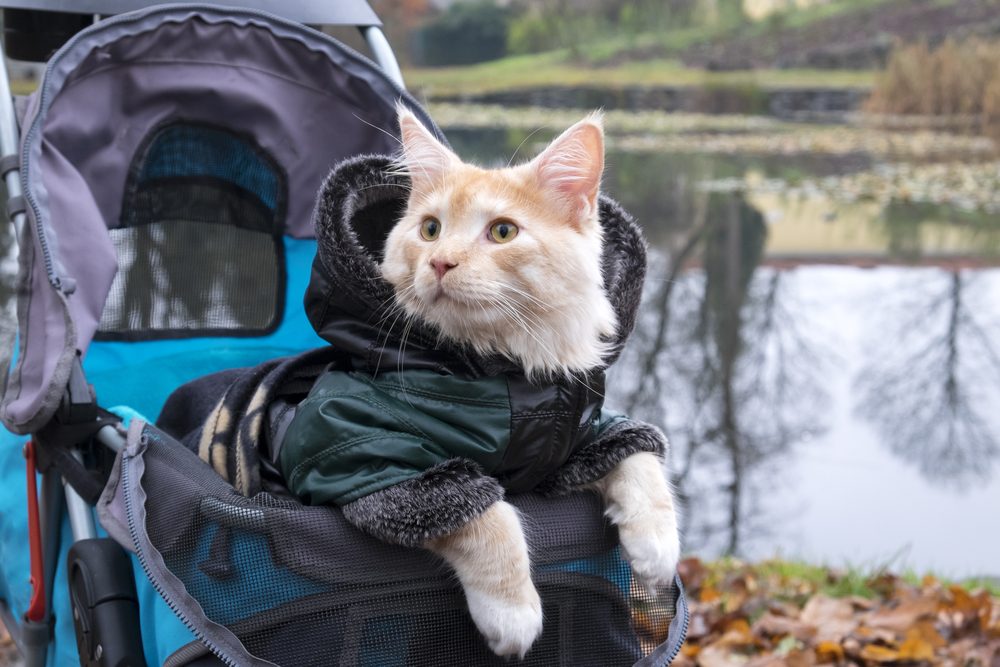 A ginger Maine Coon cat wears a jacket in a stroller.