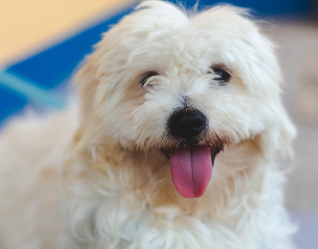 maltese with tongue out