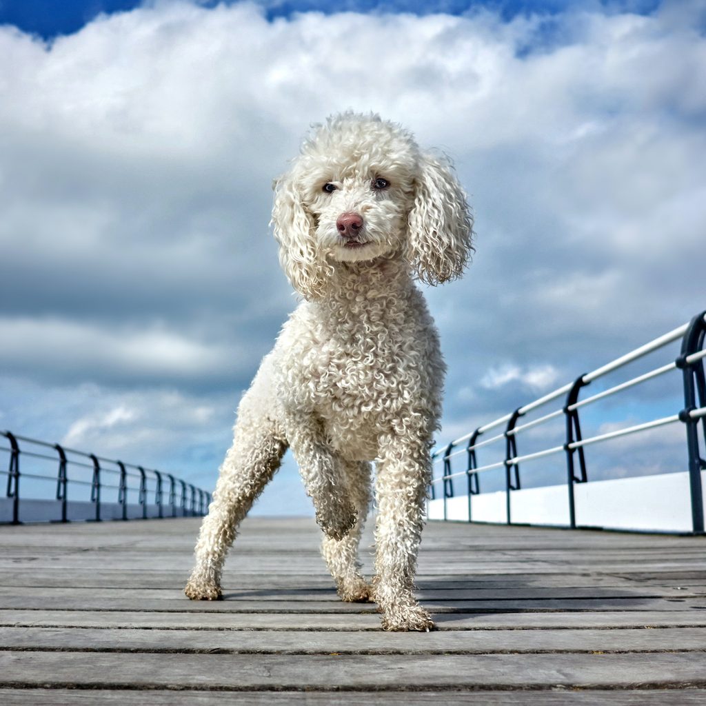 A miniature poodle stands on a boardwalk on a cloudy day