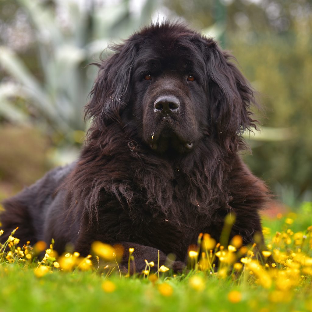 A Newfoundland dog sits in a field of yellow flowers
