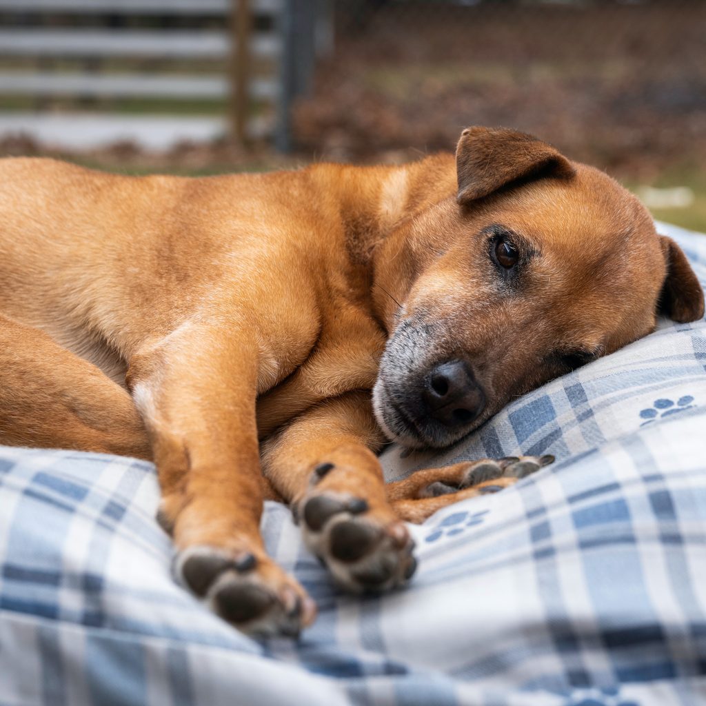 An old dog rests on a pet bed in the backyard