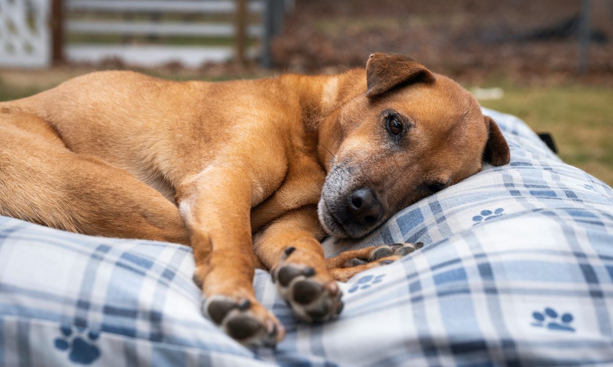 Old dog resting on a bed outdoor.