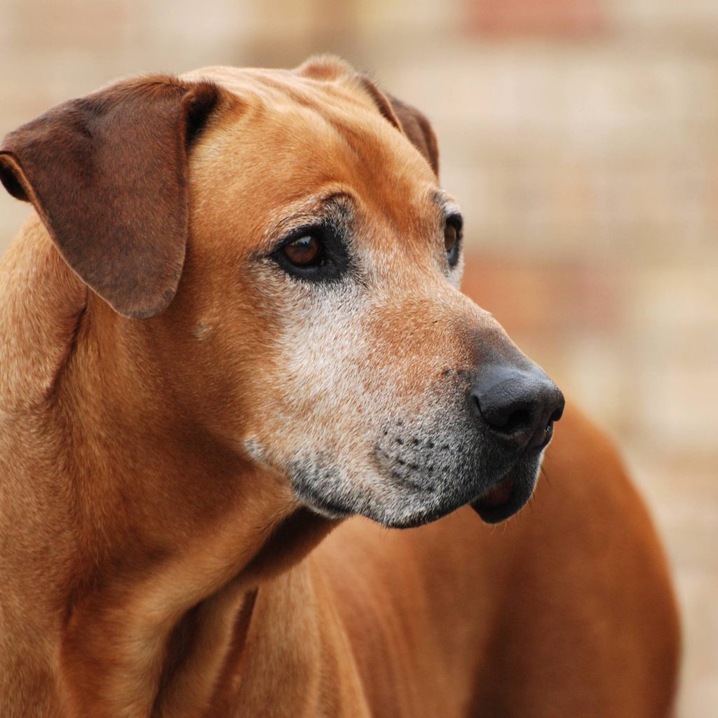 A portrait of a senior Rhodesian Ridgeback dog looking to the side.