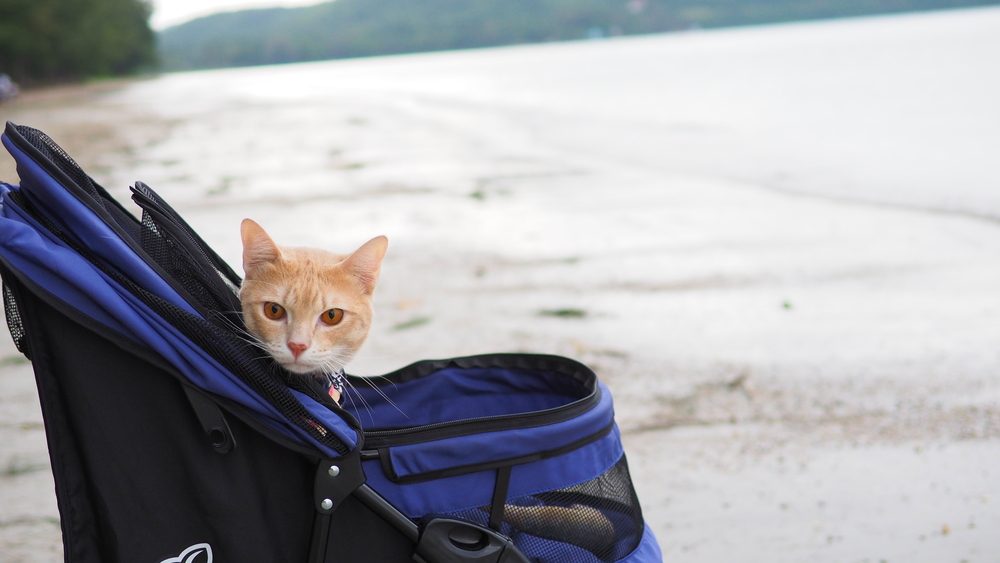An orange tabby cat sits in a blue stroller on the beach.