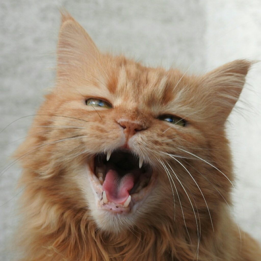 Orange cat meowing straight at the camera