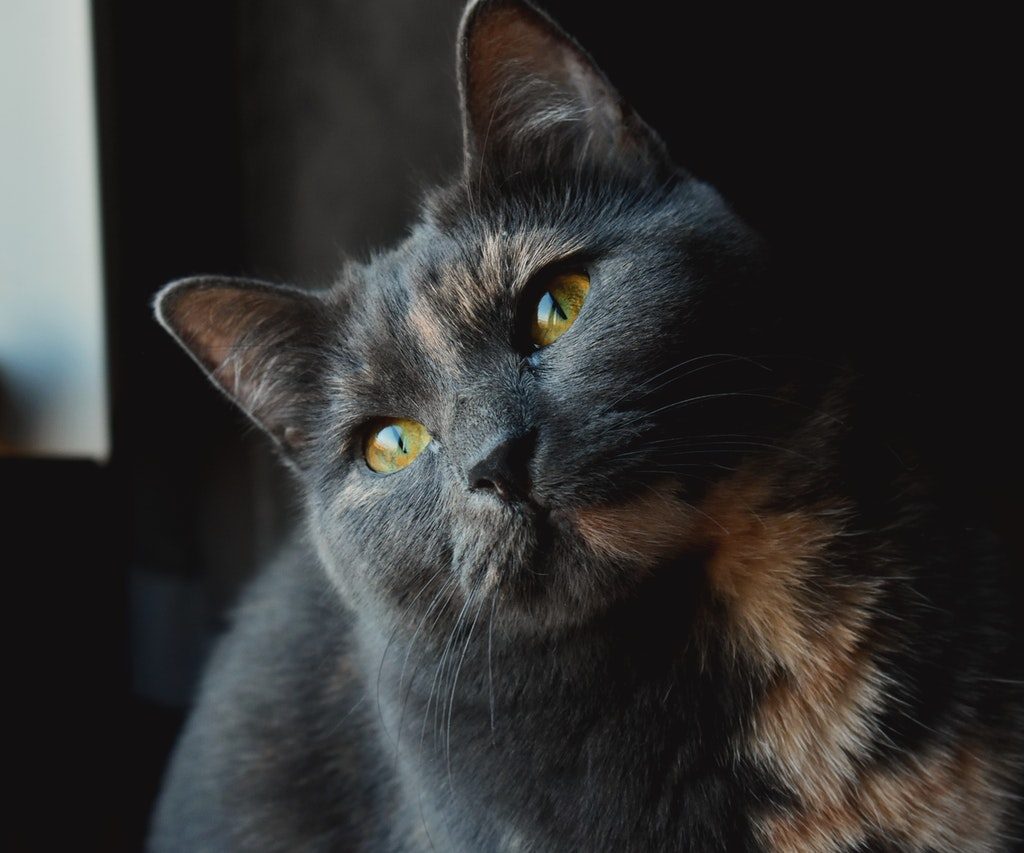 A closeup of a peach and gray calico cat with amber eyes.