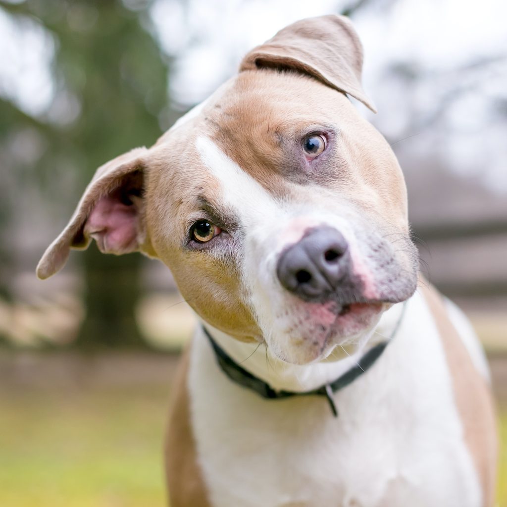 A pit bull tilts their head and looks into the camera curiously