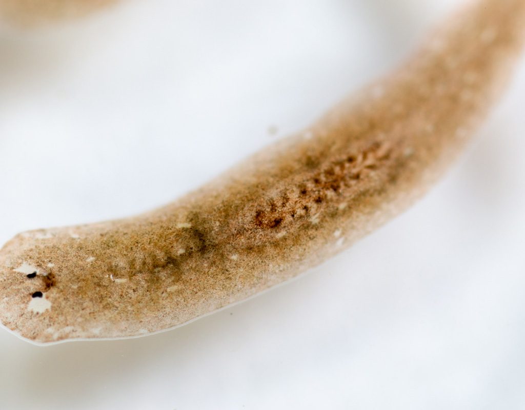 Planarian flatworm.