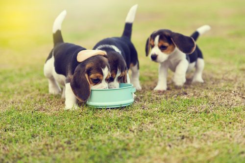 Puppies eating out of a food bowl outside