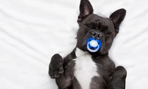 chocolate lab discovers pacifiers puppy pacifier