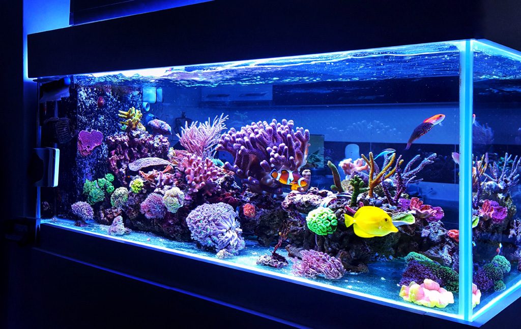 A reef fish tank.