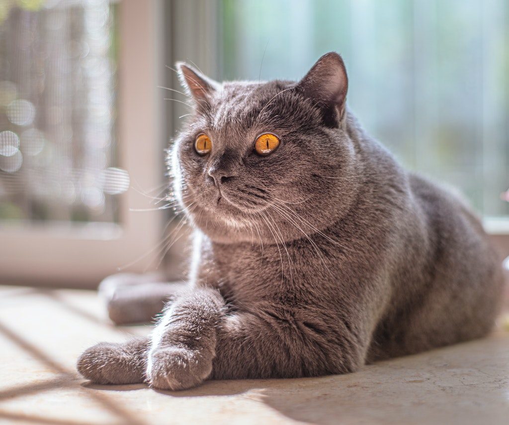 A Russian blue cat sunning herself on the floor near a window
