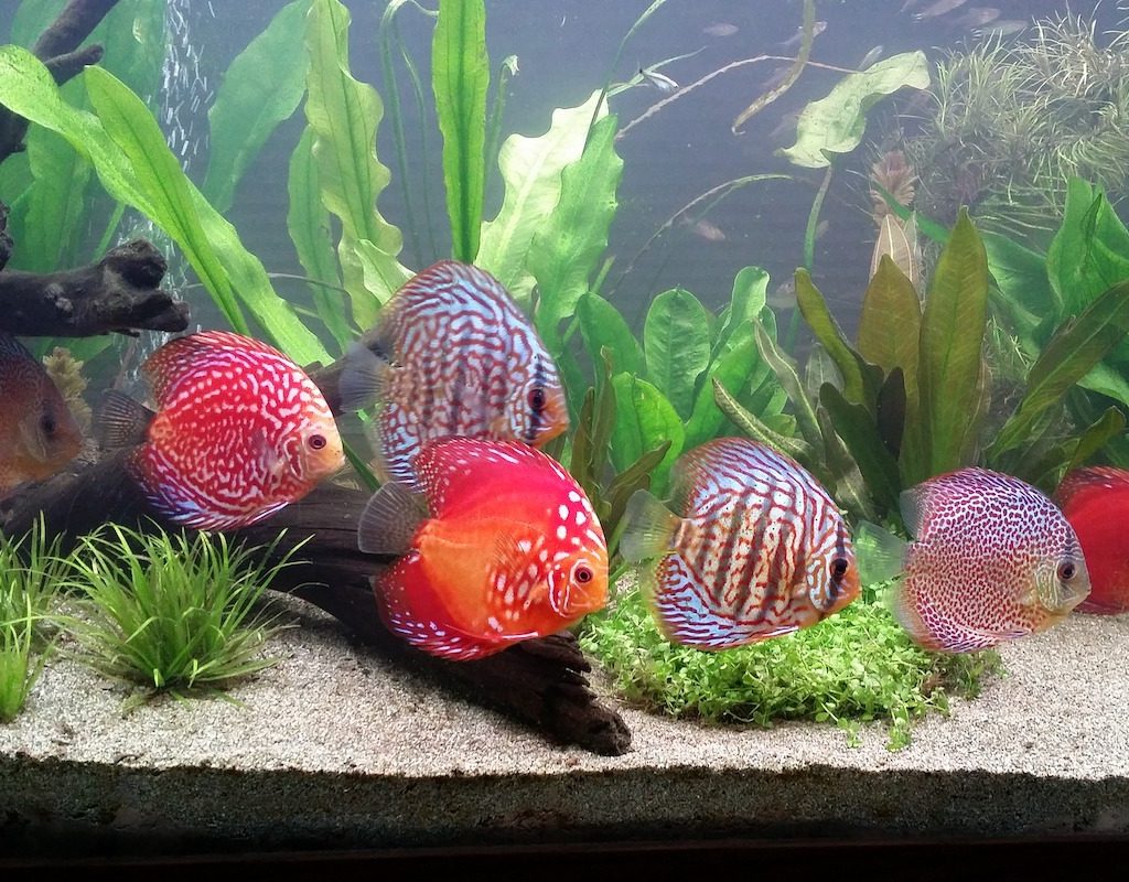 Discus fish school in an aquarium