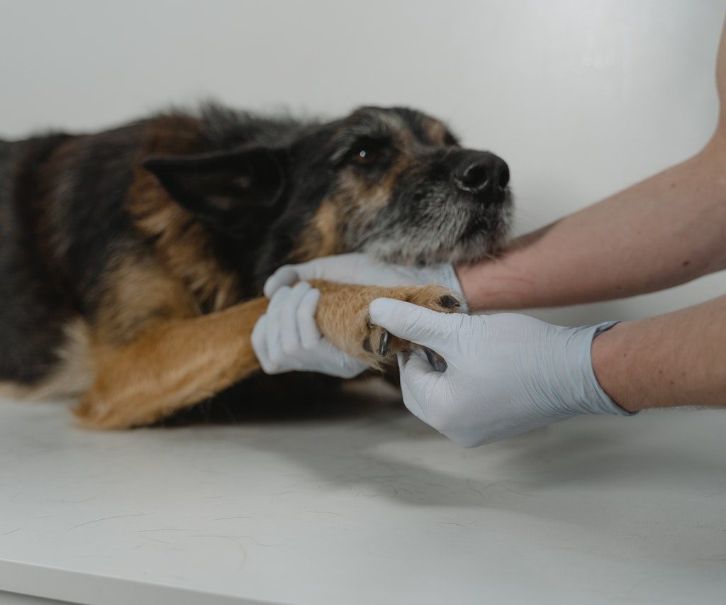 A senior German Shepherd Dog is examined by a veterinarian.