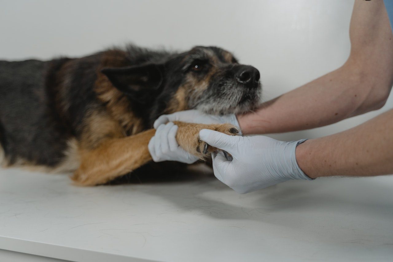 A senior German Shepherd Dog is examined by a veterinarian.