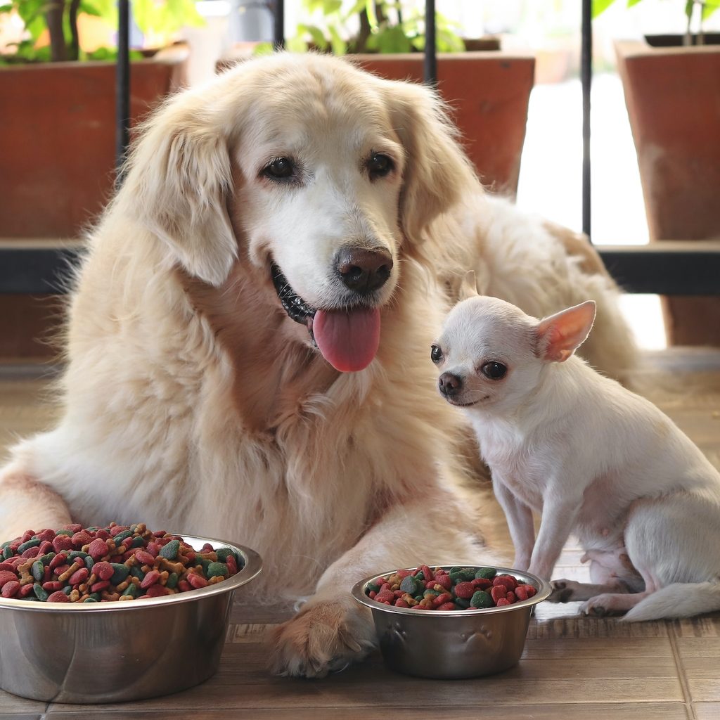 Senior golden retriever and Chihuahua sitting in front of food bowls