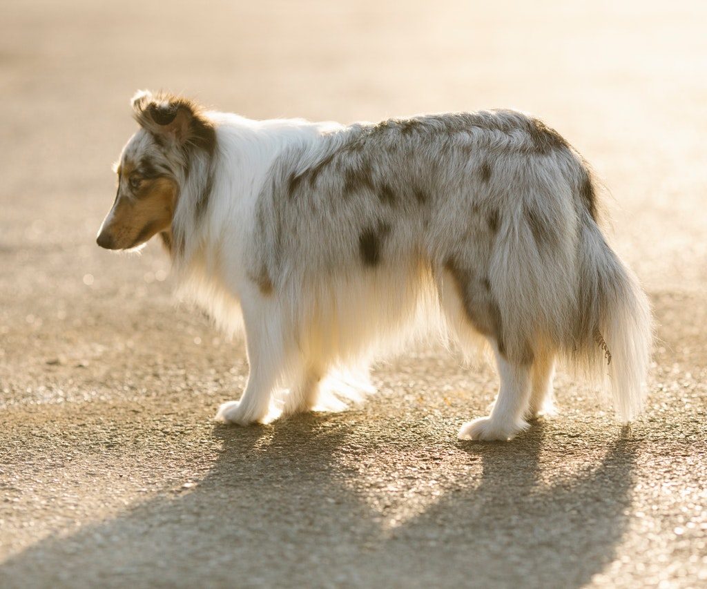 A Sheltie backlit by the sun walks across the pavement.
